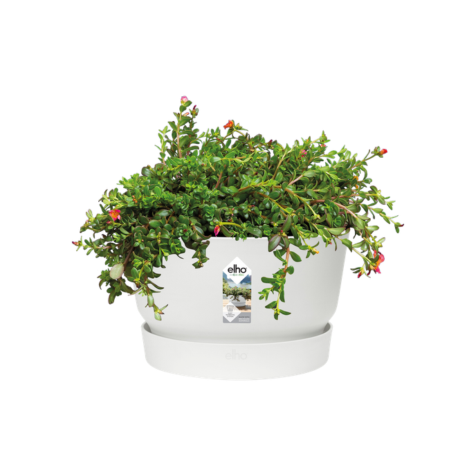 greenville schale 33cm weiss